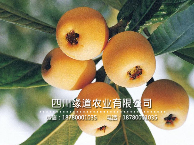 枇杷樹(shù)苗4.jpg