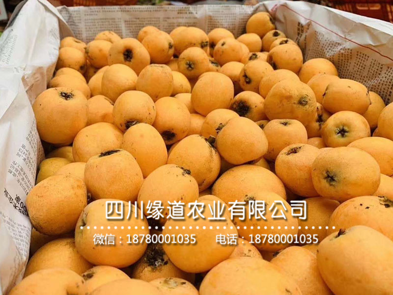 枇杷樹苗12.jpg