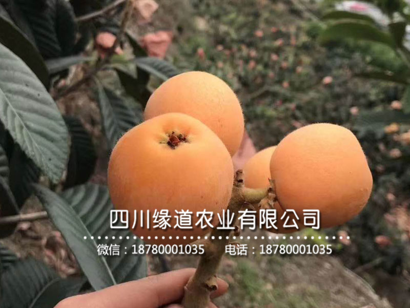 枇杷树苗17.jpg