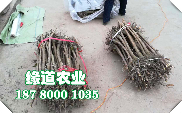 李子苗36.jpg