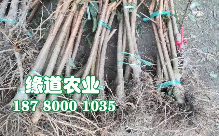李子果樹苗8.jpg
