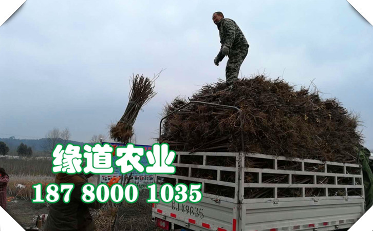 李子苗44.jpg
