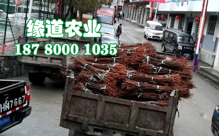李子樹苗7.jpg