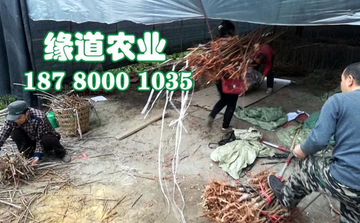 李子樹苗2.jpg