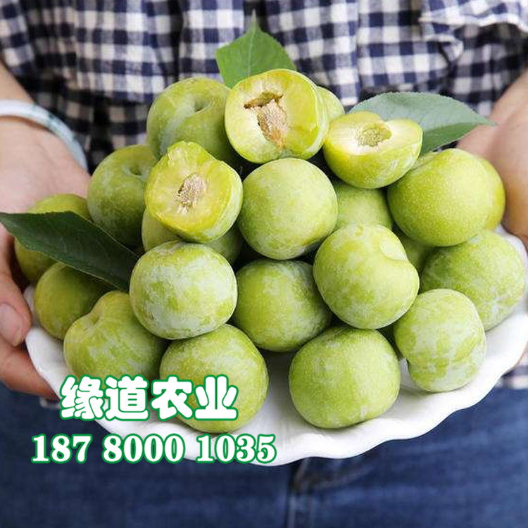 青脆李苗5.jpg
