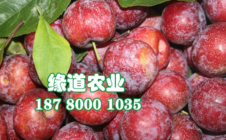 脆紅李47.jpg