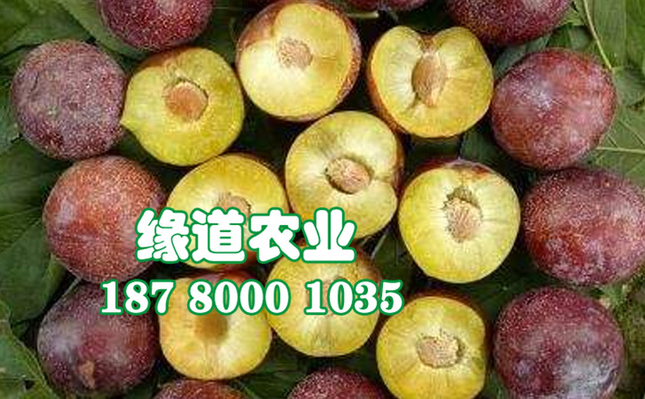 脆紅李20.jpg
