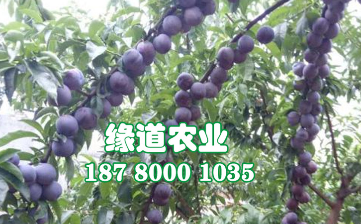 五月脆李24.jpg