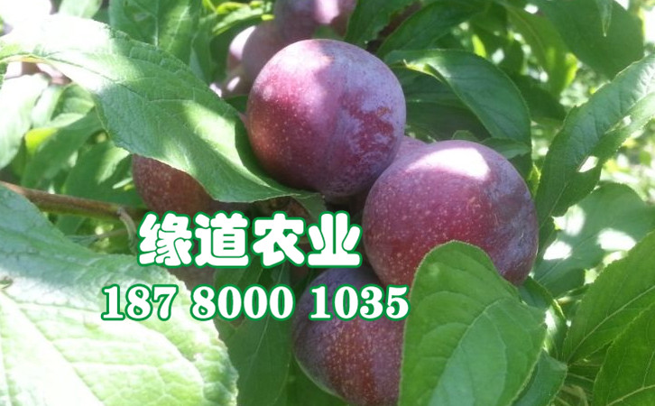 脆紅李34.jpg