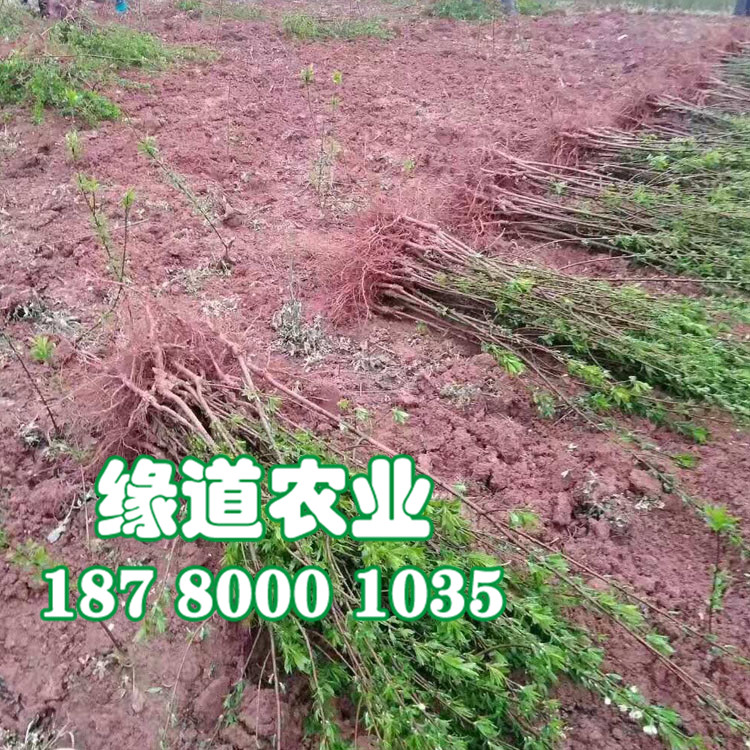 李子苗2.jpg
