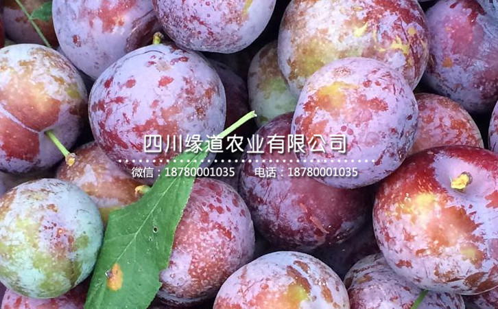 脆紅李5.jpg