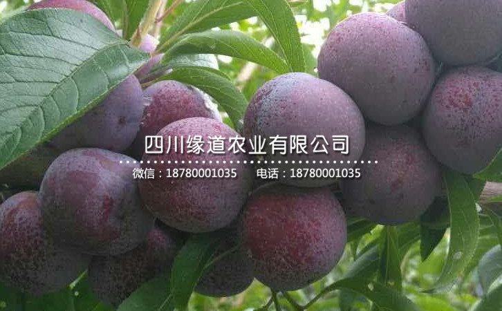 脆紅李11.jpg