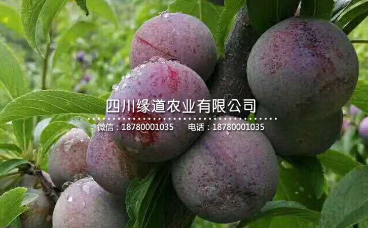 脆紅李19.jpg