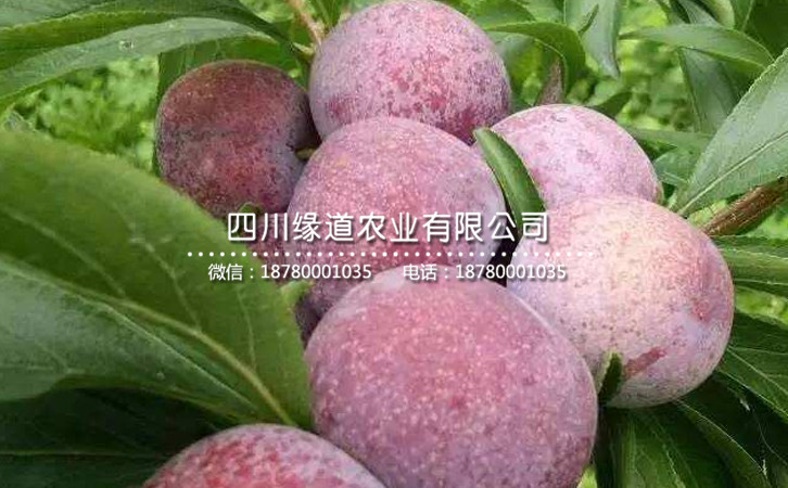 脆紅李25.jpg
