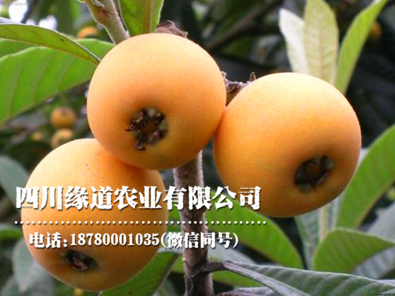 枇杷15.jpg