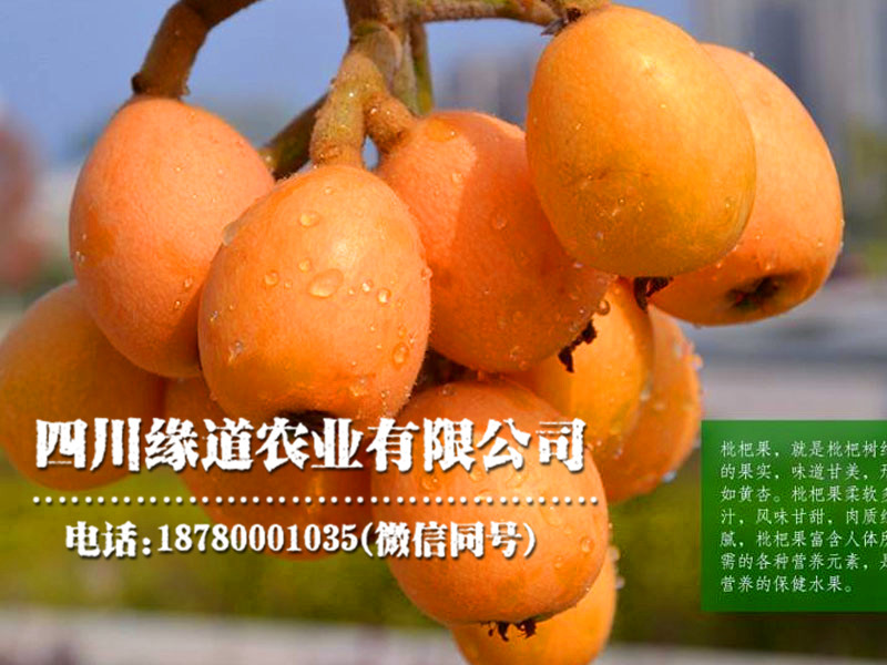 枇杷18.jpg