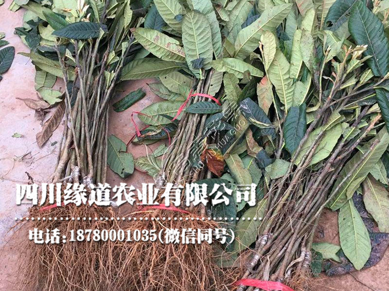 枇杷14.jpg