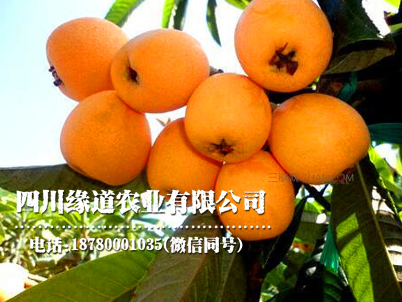 枇杷5.jpg