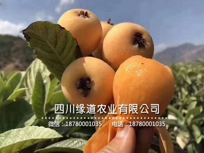 枇杷樹苗14.jpg