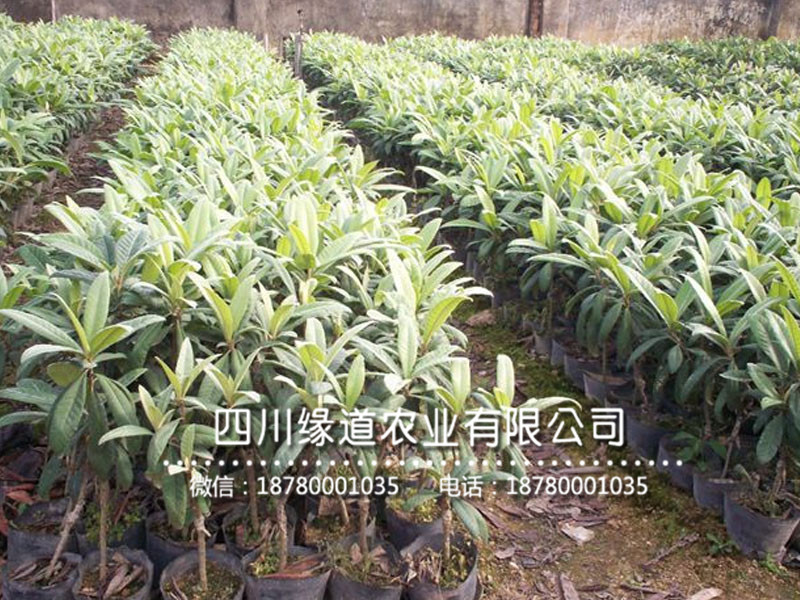 枇杷樹(shù)苗5.jpg