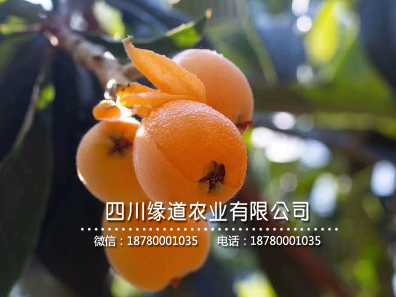枇杷樹(shù)苗15.jpg