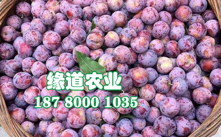 脆紅李31.jpg
