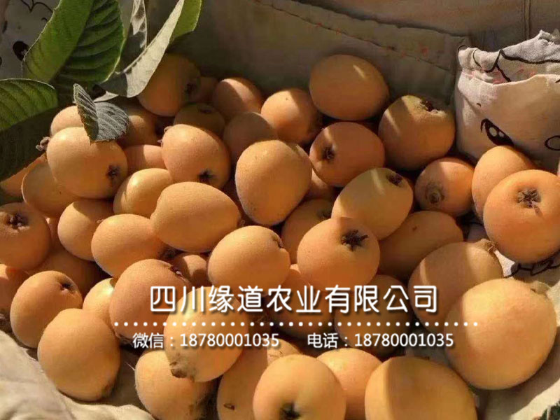 枇杷樹苗13.jpg