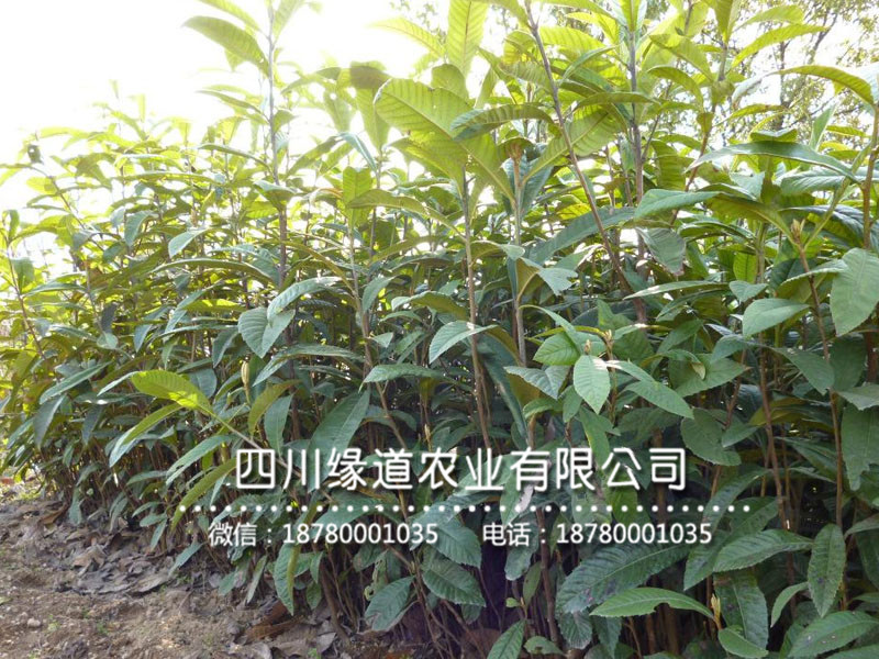 枇杷樹苗1.jpg