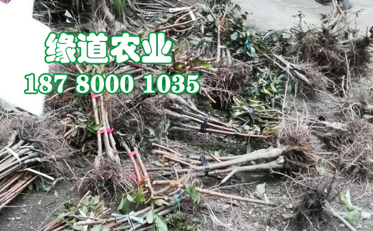李子樹(shù)苗45.jpg
