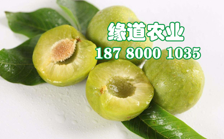 青脆李18.jpg