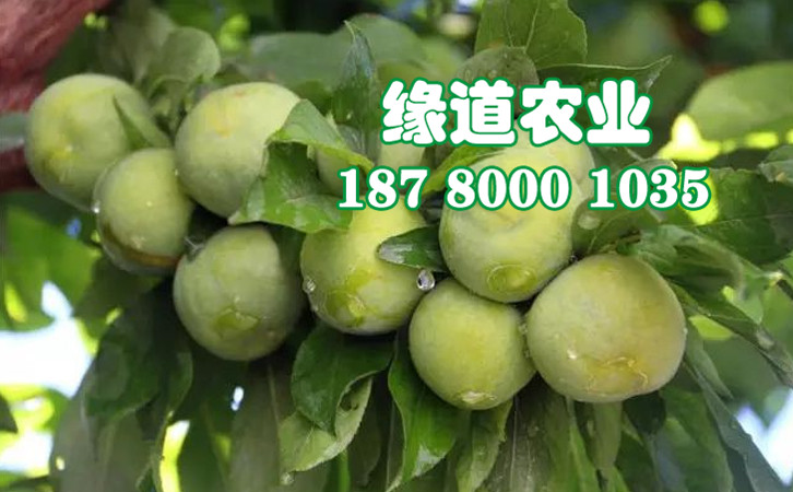 哪里有重庆青脆李苗批发重庆青脆李苗有哪些品种