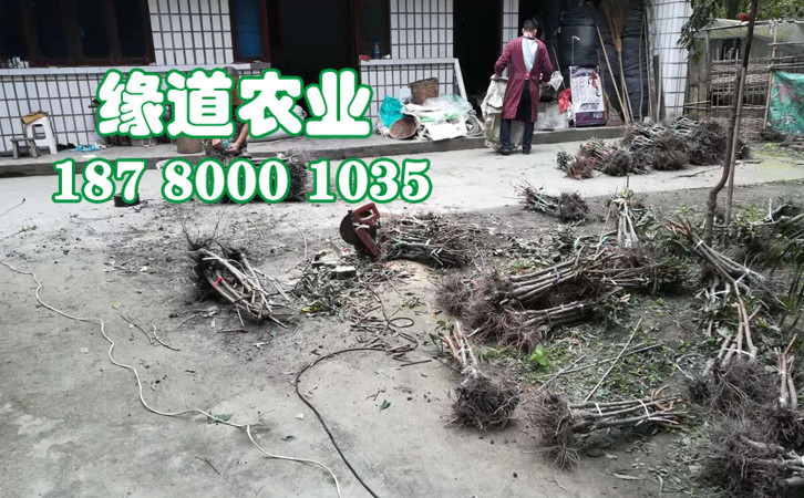 李子樹苗21.jpg