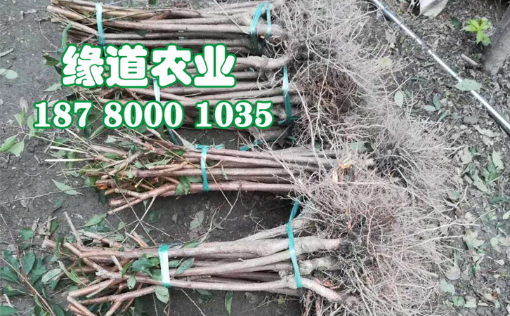 李子樹苗30.jpg