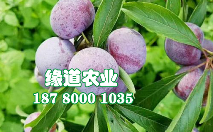 脆紅李16.jpg