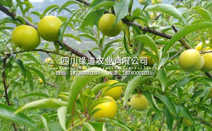 蜂糖李38.jpg