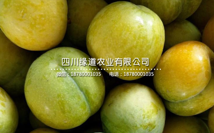 蜂糖李41.jpg