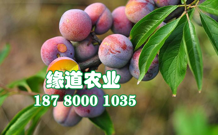 脆紅李24.jpg