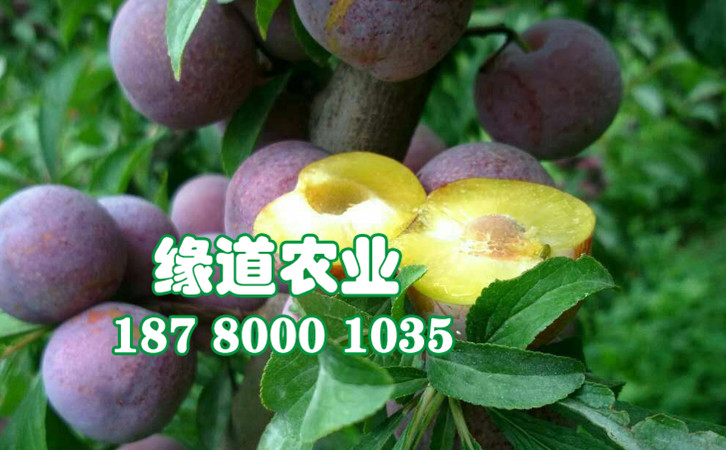 脆紅李13.jpg