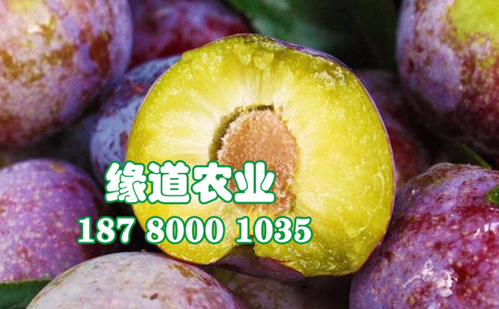 脆紅李45.jpg