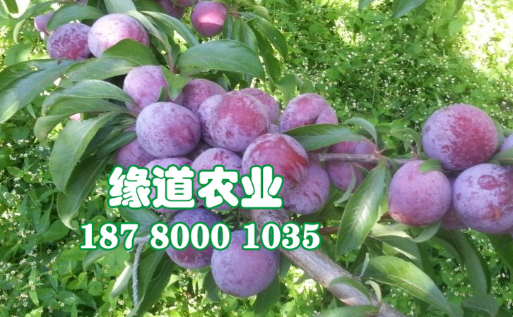 脆紅李32.jpg