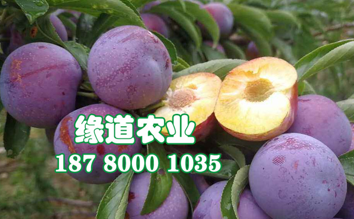 脆紅李30.jpg