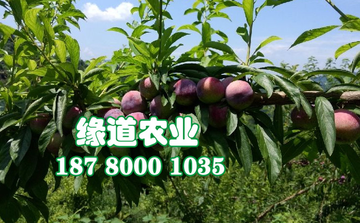 脆紅李46.jpg