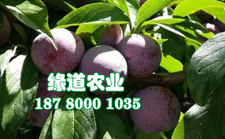 脆紅李27.jpg