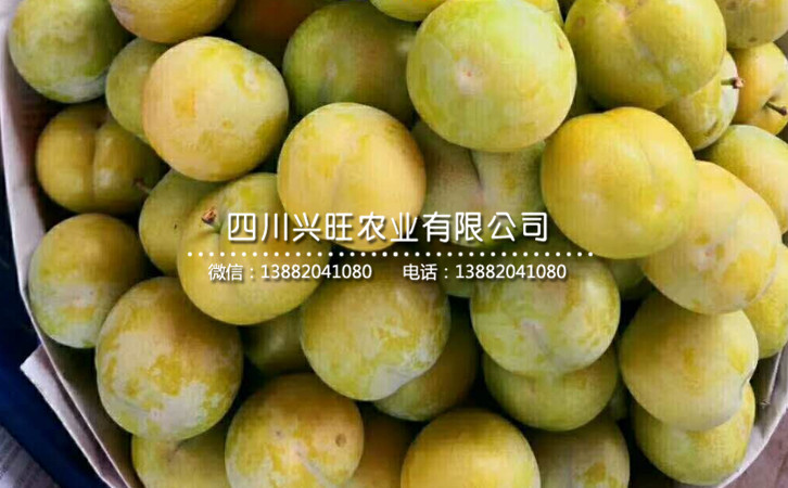 蜂糖李1_副本.jpg
