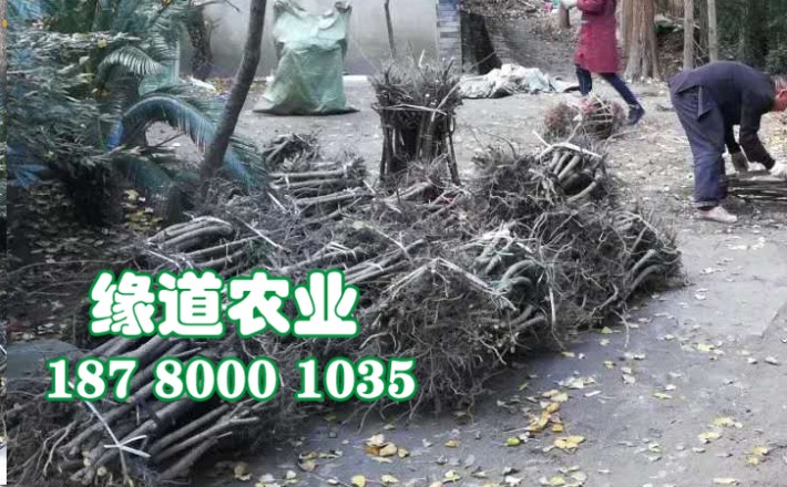 李子果樹苗39.jpg