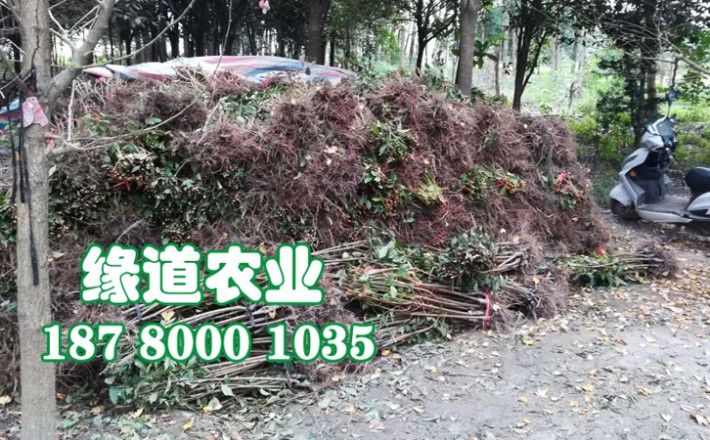 李子果樹苗6.jpg