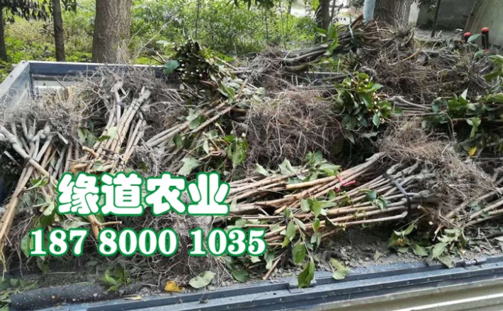 李子果樹苗19.jpg