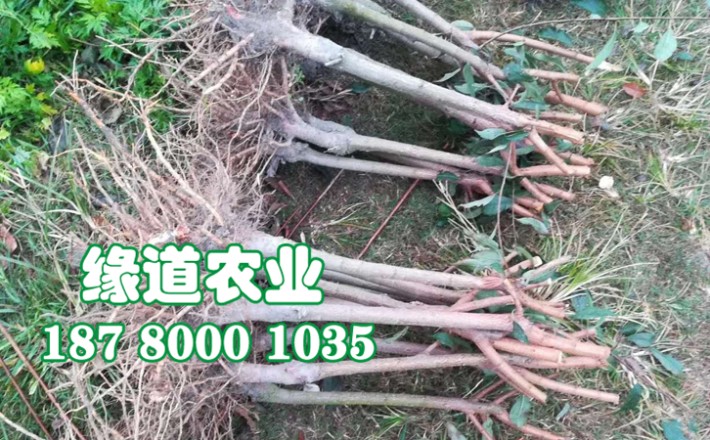 李子果樹苗10.jpg