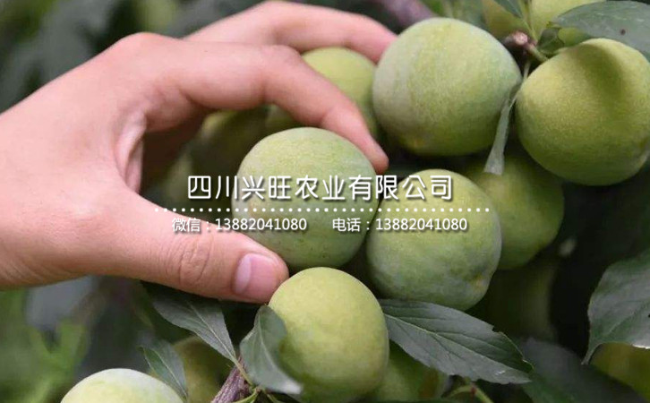 31570 - 副本.jpg