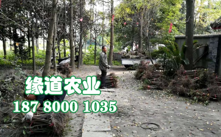 李子果樹(shù)苗22.jpg